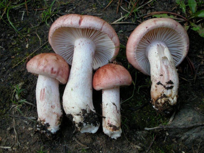 Гигрофор краснеющий (Hygrophorus erubescens)