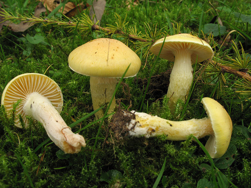 Гигрофор лиственничный (Hygrophorus lucorum)