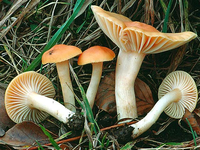 Гигрофор луговой (Hygrophorus pratensis)