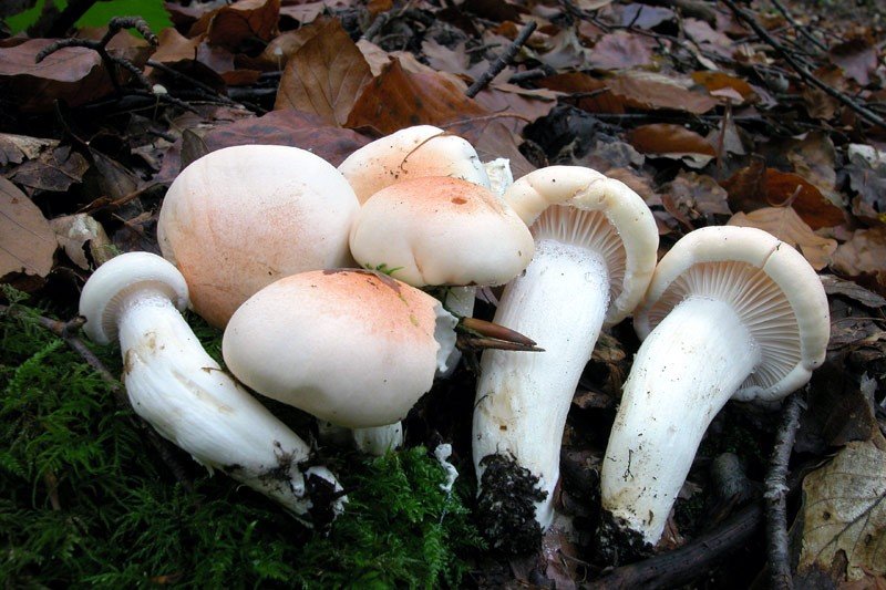 Гигрофор поэтичный (Hygrophorus poetarum)