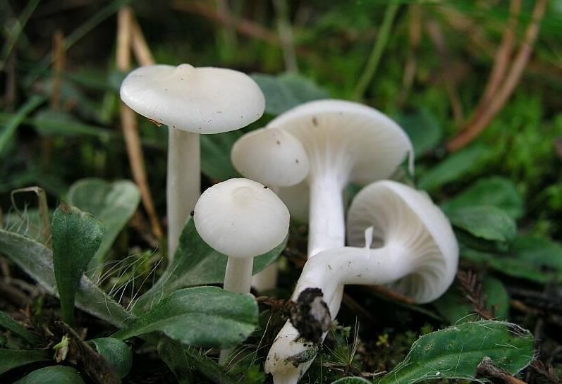 Гигрофор снежно-белый (Hygrophorus niveus)