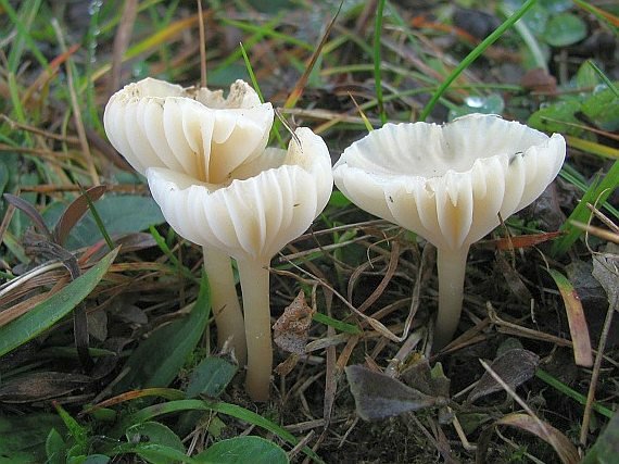 Гигрофор снежно-белый (Hygrophorus virgineus)