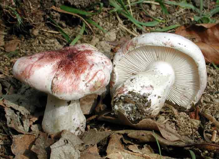 Гигрофор сыроежковый (Hygrophorus russula)