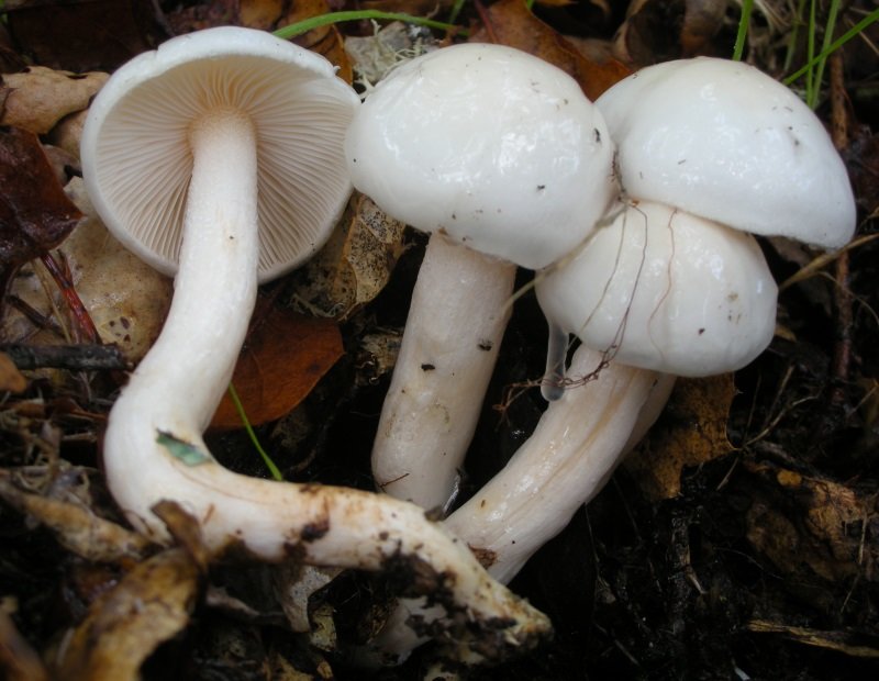 Hygrophorus eburneus