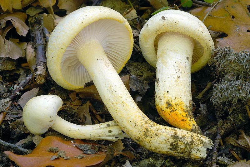 Гигрофор золотистый (Hygrophorus chrysodon)