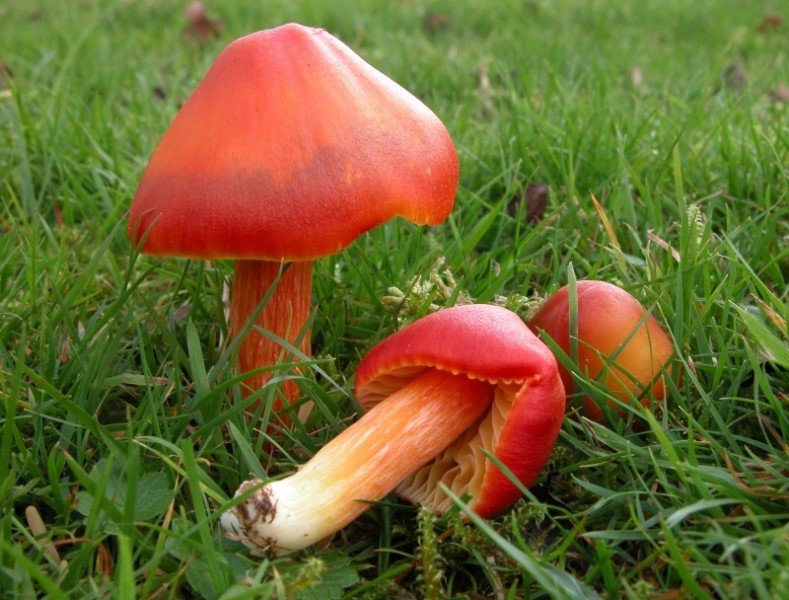 Гигроцибе пунцовая (Hygrocybe punicea)