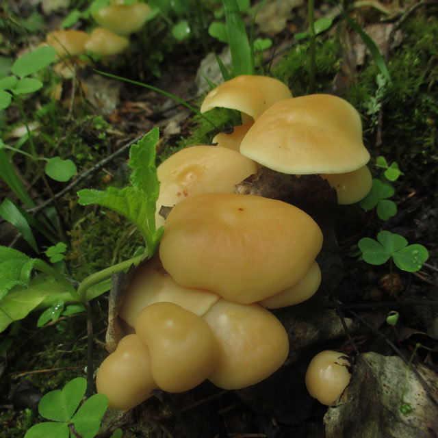 Гимнопус водолюбивый (Gymnopus aquosus)