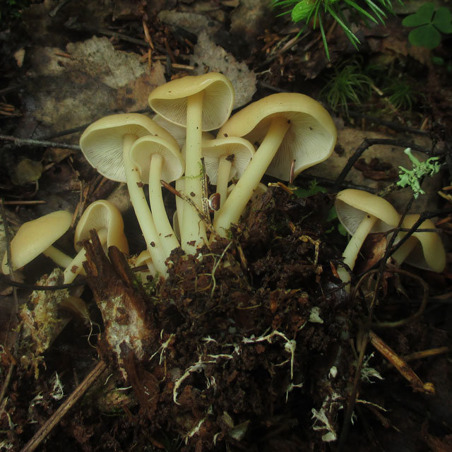 Гимнопус водолюбивый (Gymnopus aquosus)