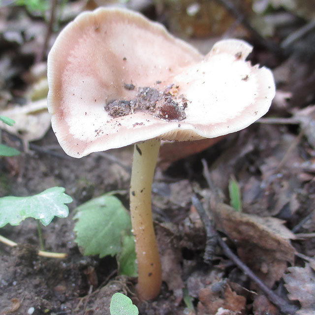 Гимнопус водолюбивый (Gymnopus aquosus)