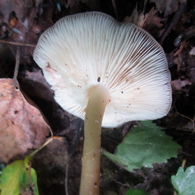 Гимнопус водолюбивый (Gymnopus aquosus)