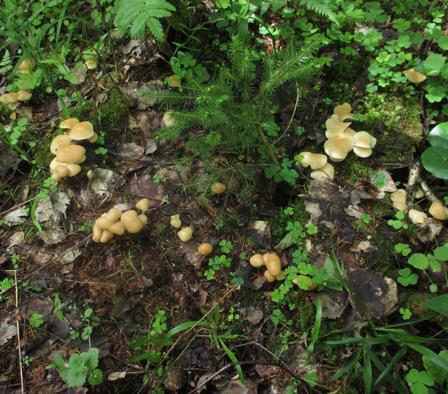 Гимнопус водолюбивый (Gymnopus aquosus)