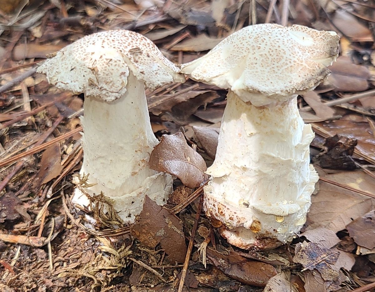 Гипомицес гиалиновый (Hypomyces hyalinus)