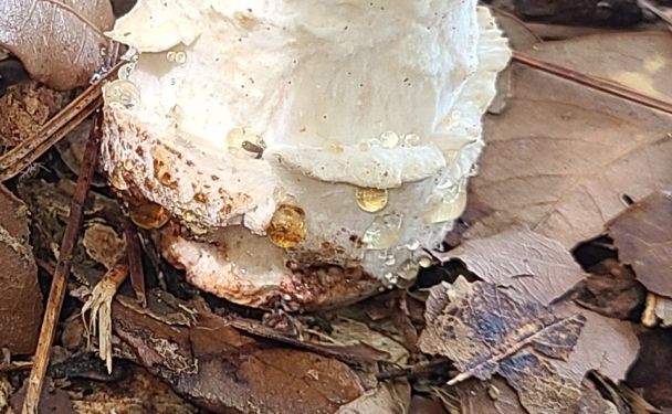 Hypomyces hyalinus - Гипомицес гиалиновый