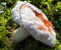 Гипомицес охряный (Hypomyces ochraceus)