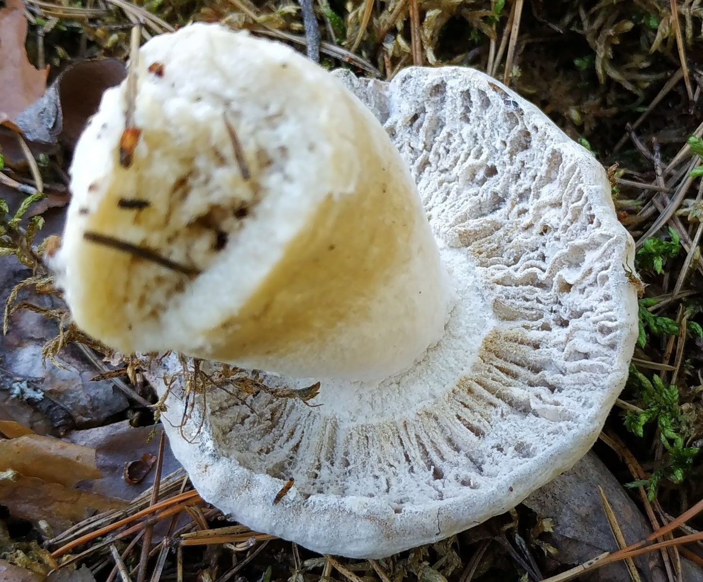 Hypomyces ochraceus - Гипомицес охряный