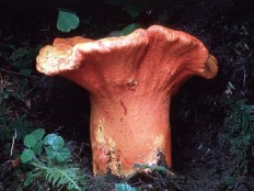 Гипомицес млечниковый (Hypomyces lactifluorum)