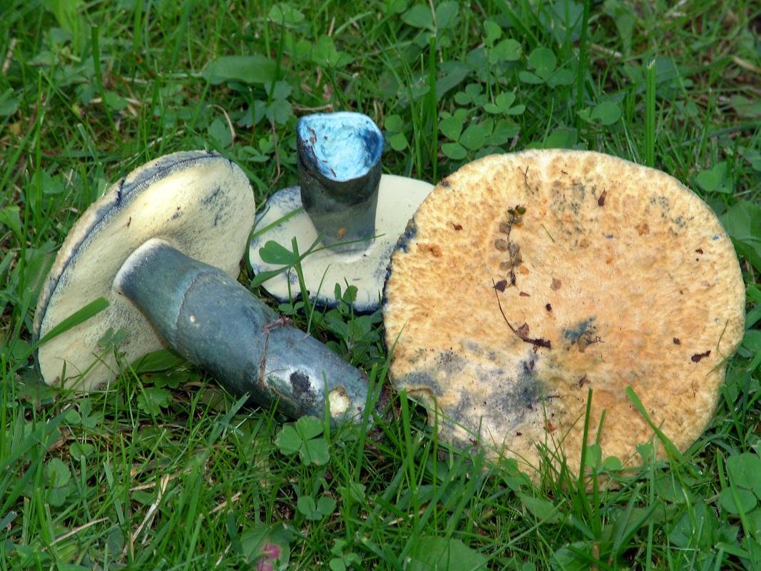 Гиропорус синеющий - Gyroporus cyanescens