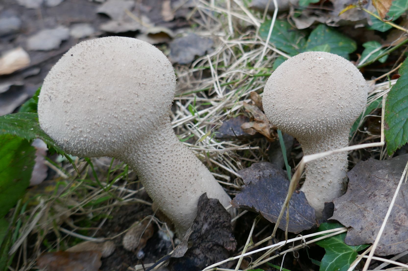 Головач продолговатый (Lycoperdon excipuliforme) 2