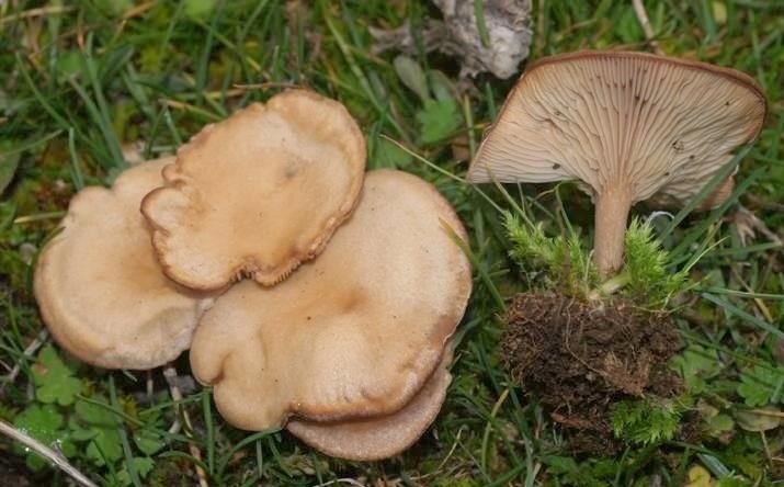 Clitocybe brumalis