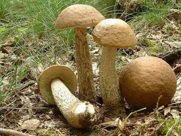 Грабовик (Leccinum carpini)