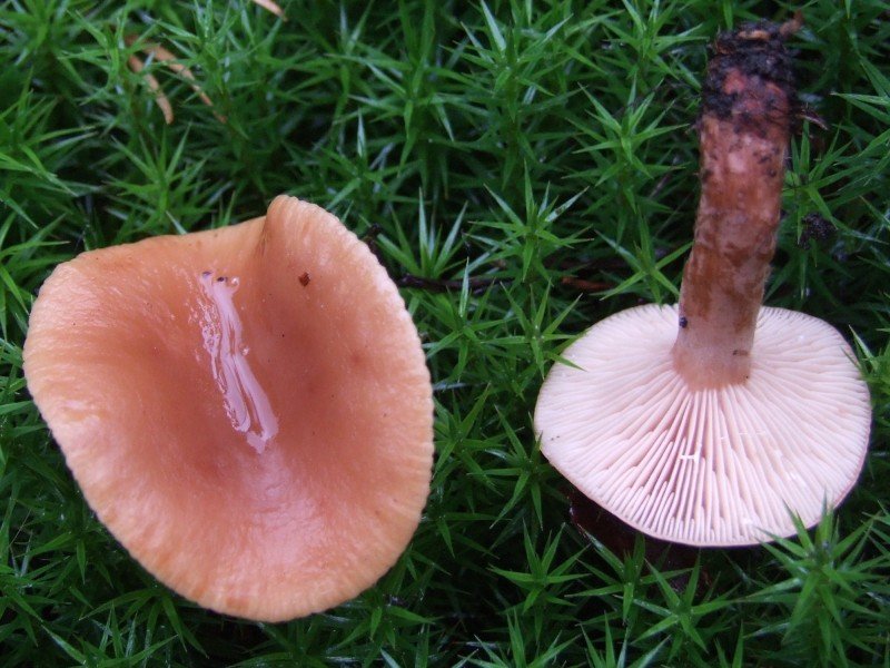 Груздь болотный (Lactarius sphagneti)<