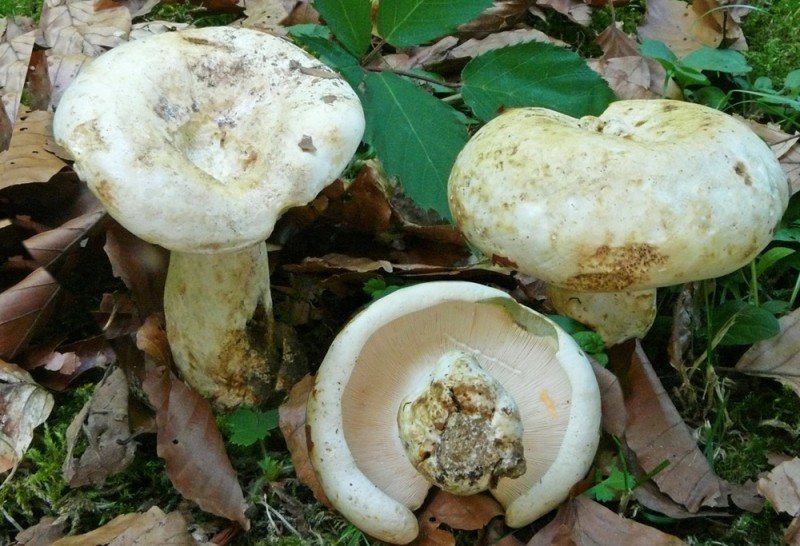 Груздь сизоватый (Lactarius glaucescens)