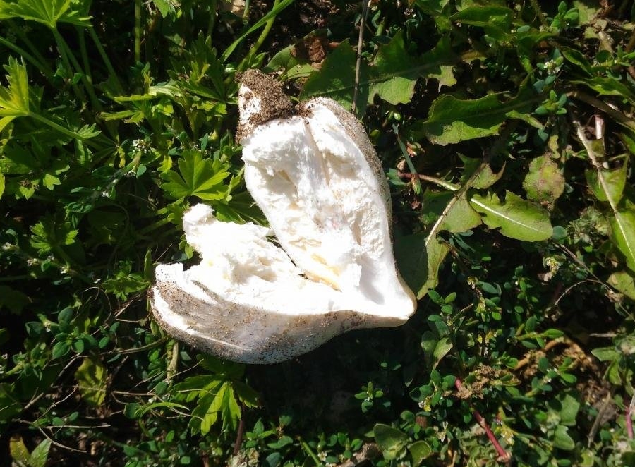 Chlorophyllum agaricoides - Хлорофиллум агариковидный