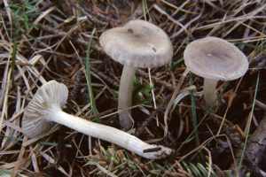 Гигрофор пятнистый (Hygrophorus pustulatus)