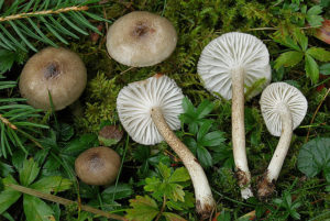 Гигрофор пятнистый (Hygrophorus pustulatus)