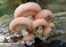 Родотус дланевидный (Rhodotus palmatus)