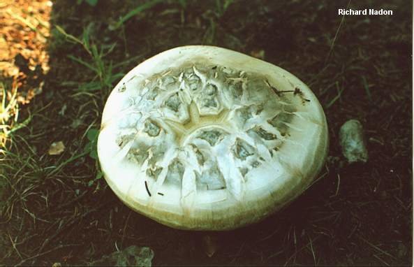 Катателазма вздутая (Catathelasma ventricosum)