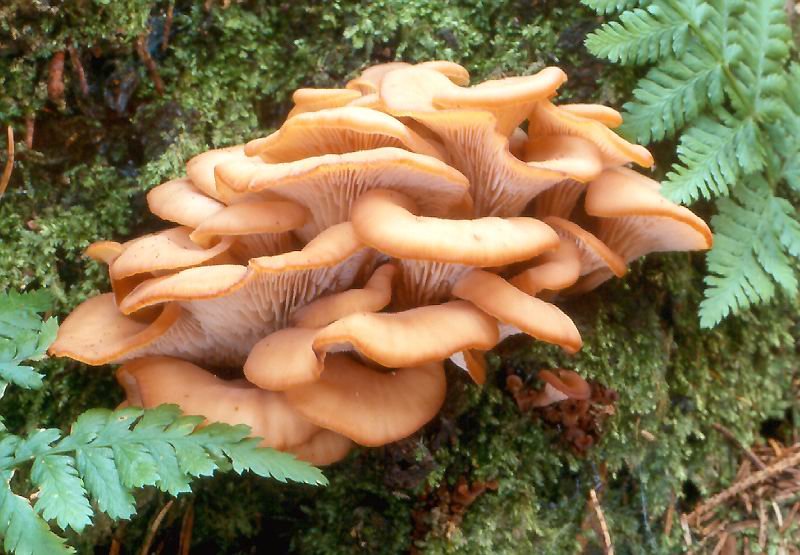 Лентинеллус уховидный (Lentinellus cochleatus)