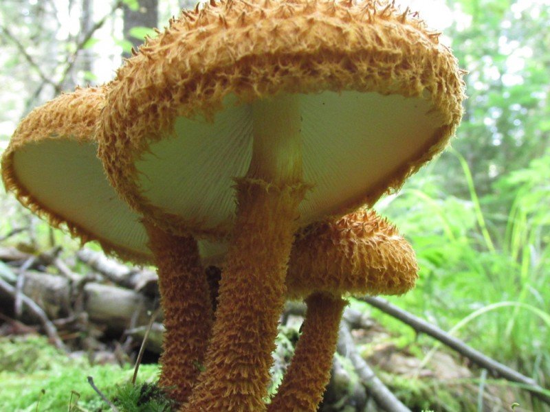 Лейкофолиота древесинная (Leucopholiota lignicola)