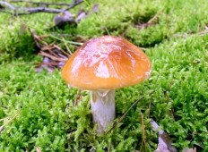 Паутинник слизистый (Cortinarius mucosus)