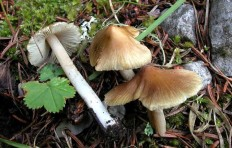 Волоконница трещиноватая (Inocybe rimosa)