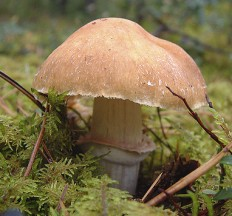 Колпак кольчатый (Cortinarius caperatus)