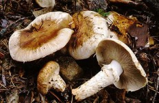 Рядовка перевязанная (Tricholoma Focale)