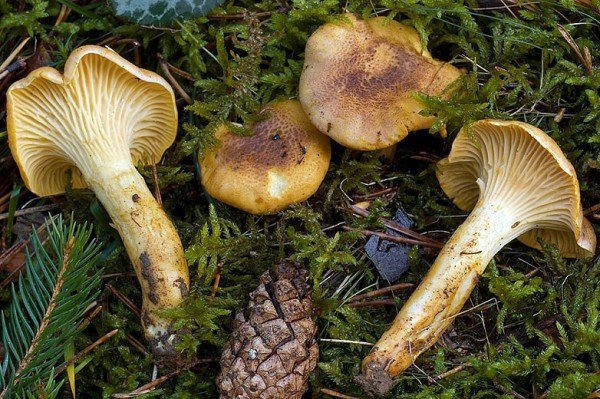 Лисичка аметистовая (Cantharellus amethysteus)