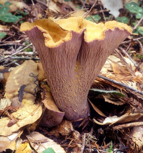 Лисичка булавовидная (Cantharellus clavatus)