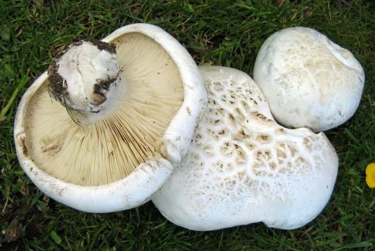 Ложносвинуха рядовковидная (Leucopaxillus lepistoides)