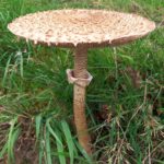 Зонтик пёстрый (Macrolepiota procera)