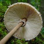 Зонтик пёстрый (Macrolepiota procera)