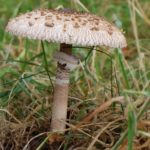 Зонтик пёстрый (Macrolepiota procera)