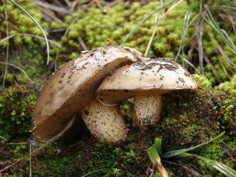 Маслёнок Беллини (Suillus bellini)