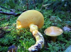 Маслёнок лиственничный (Suillus grevillei)