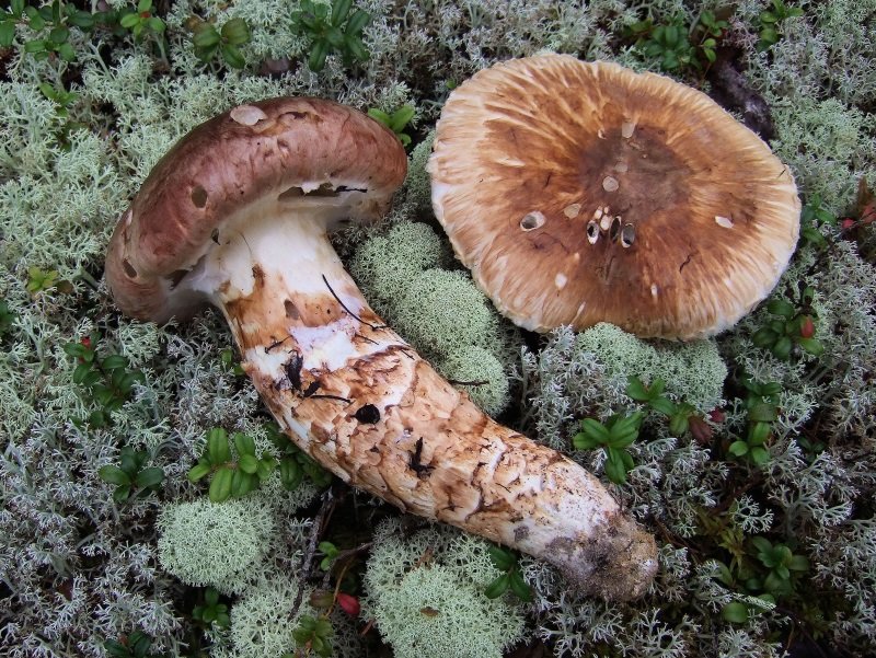 Мацутакэ (Tricholoma matsutake)