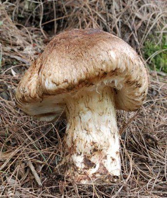 Мацутакэ (Tricholoma matsutake)