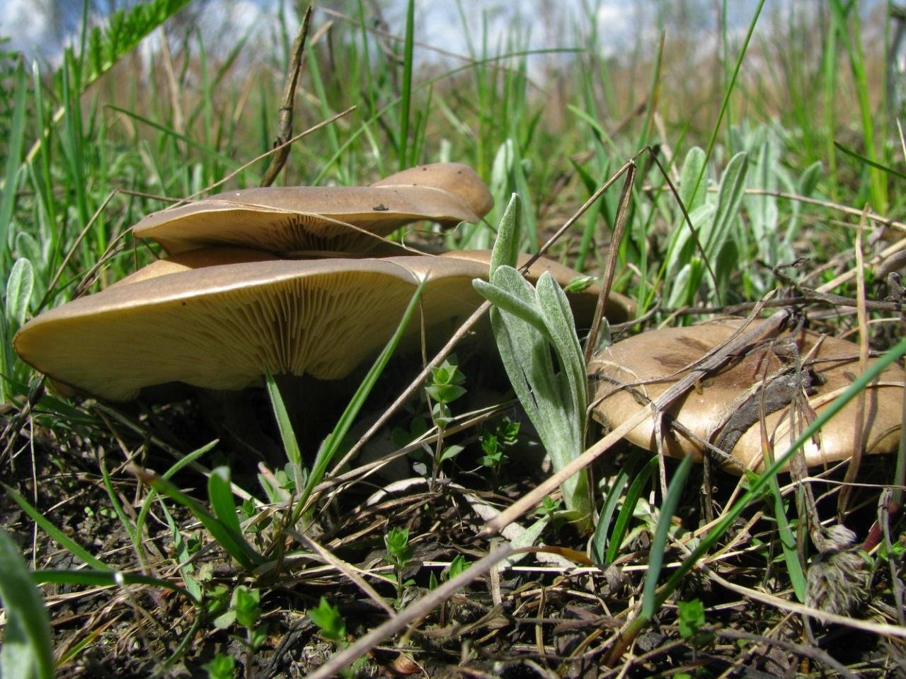 Меланолеука коротконожковая Melanoleuca brevipes