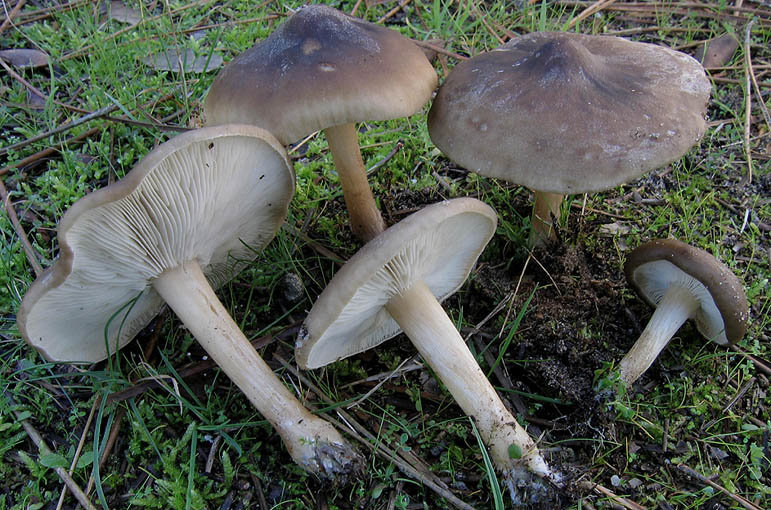 Меланолеука полосатоножковая (Melanoleuca grammopodia)