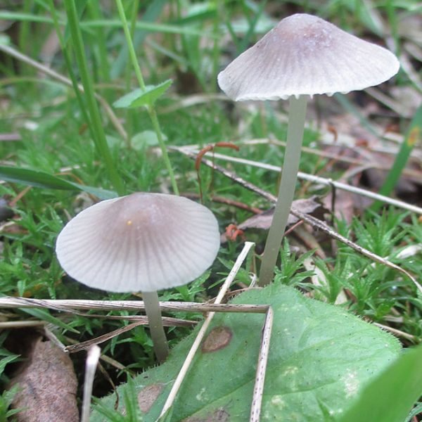 Мицена молочная (Mycena galopus)